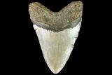 Fossil Megalodon Tooth - North Carolina #109550-2